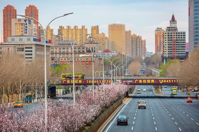 和兴路杏花开放