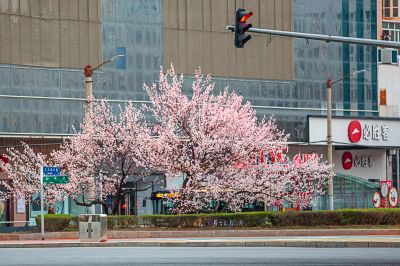 和兴路杏花开