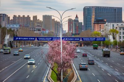 和兴路杏花开
