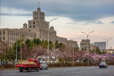 和兴路杏花开