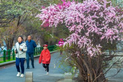 和兴路杏花开