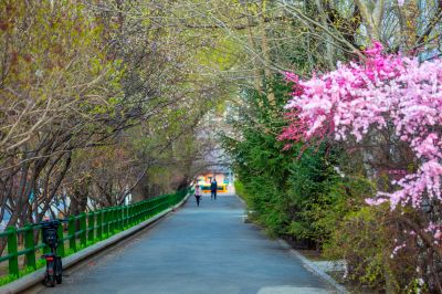 和兴路杏花开
