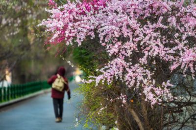 和兴路杏花开