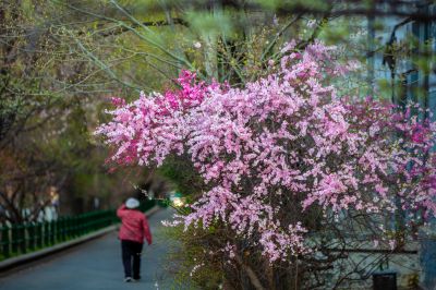 和兴路杏花开