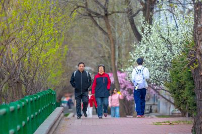 和兴路杏花开