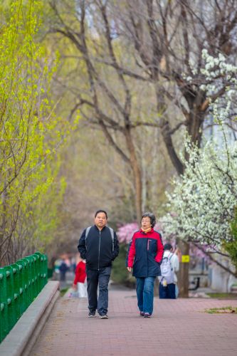 和兴路杏花开