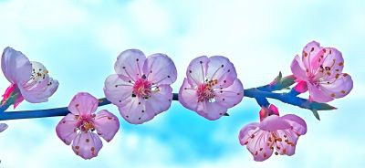 4月哈尔滨花季