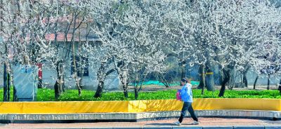 4月哈尔滨花季
