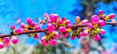 4月哈尔滨花季
