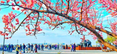 4月哈尔滨花季