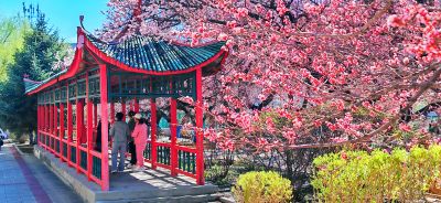 4月哈尔滨花季