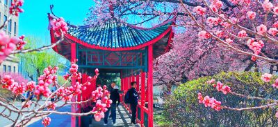 4月哈尔滨花季