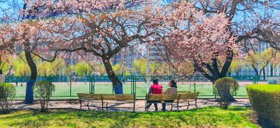 4月哈尔滨花季