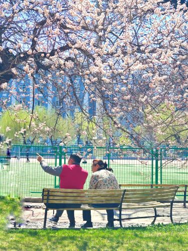 4月哈尔滨花季