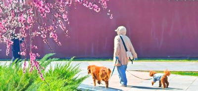 4月哈尔滨花季