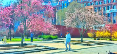 4月哈尔滨花季