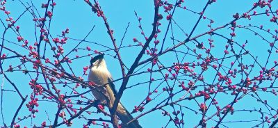 4月哈尔滨花季