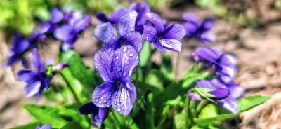 4月哈尔滨花季