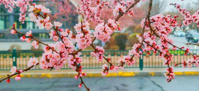4月哈尔滨花季
