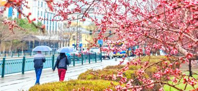4月哈尔滨花季