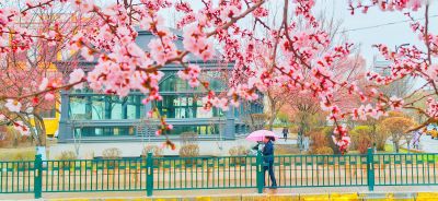 4月哈尔滨花季