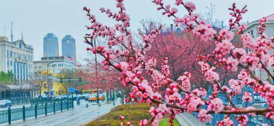 4月哈尔滨花季