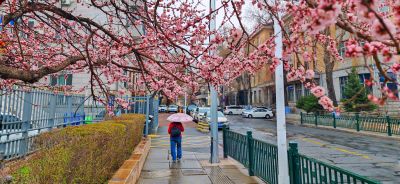 4月哈尔滨花季