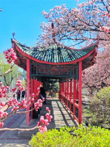 4月哈尔滨花季