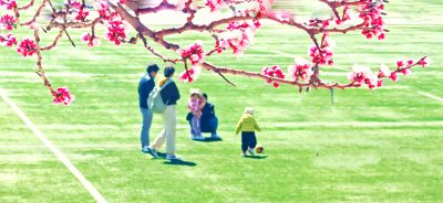 4月哈尔滨花季