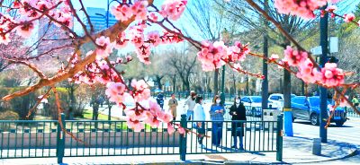 4月哈尔滨花季