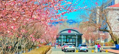 4月哈尔滨花季