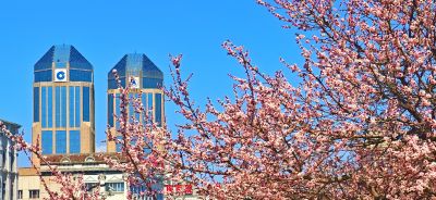 4月哈尔滨花季