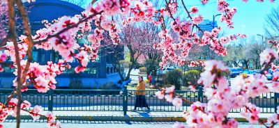 4月哈尔滨花季