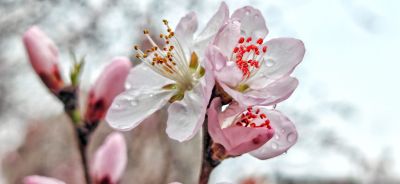 4月春花