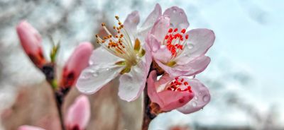 4月春花