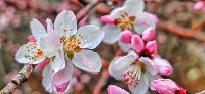 4月春花