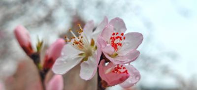 4月春花