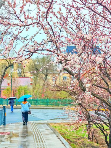 4月春花