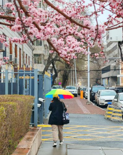 4月春花