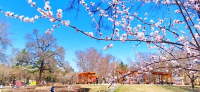 4月春花
