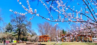 4月春花