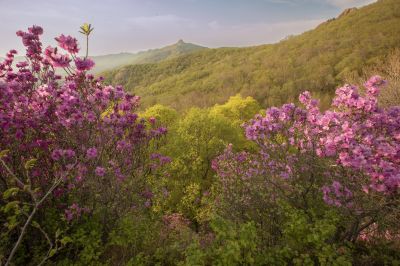 宾县太平山林场野杜鹃花