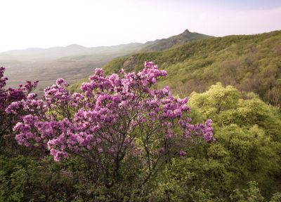 宾县太平山林场野杜鹃花