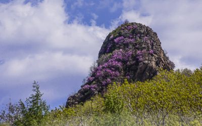 宾县太平山林场野杜鹃花