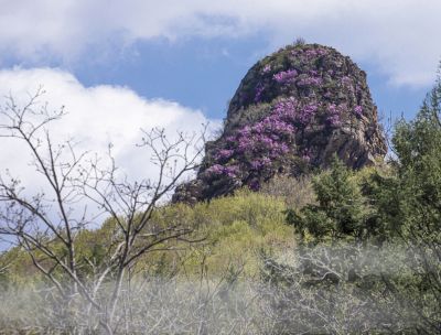 宾县太平山林场野杜鹃花