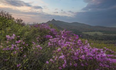 宾县太平山林场野杜鹃花