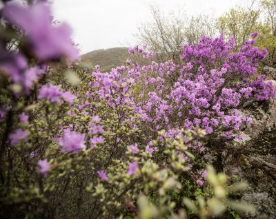 宾县太平山林场野杜鹃花