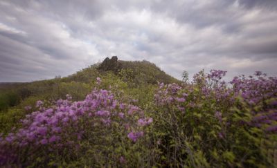 宾县太平山林场野杜鹃花