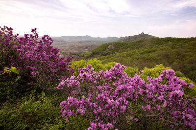 宾县太平山林场野杜鹃花