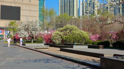 金河公园春花开放